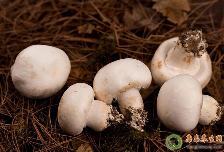 双孢菇的作用与功效