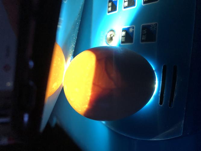 观察实验之《小鸡的孵化》