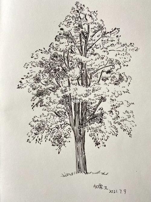 这一轮的树_绘画_画画_文化_绘画