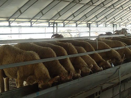 养羊大棚 (5)