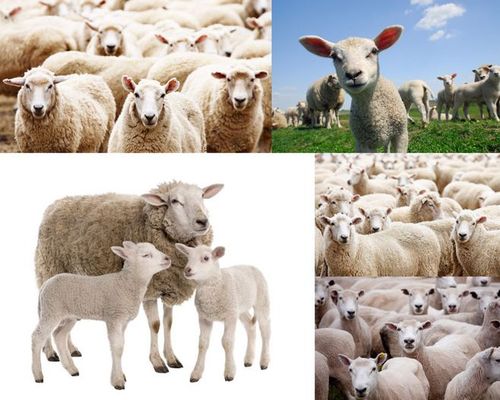 绵羊动物摄影高清图片