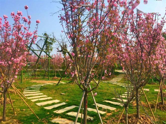 又见花海!中山大批樱花始盛放!_横栏