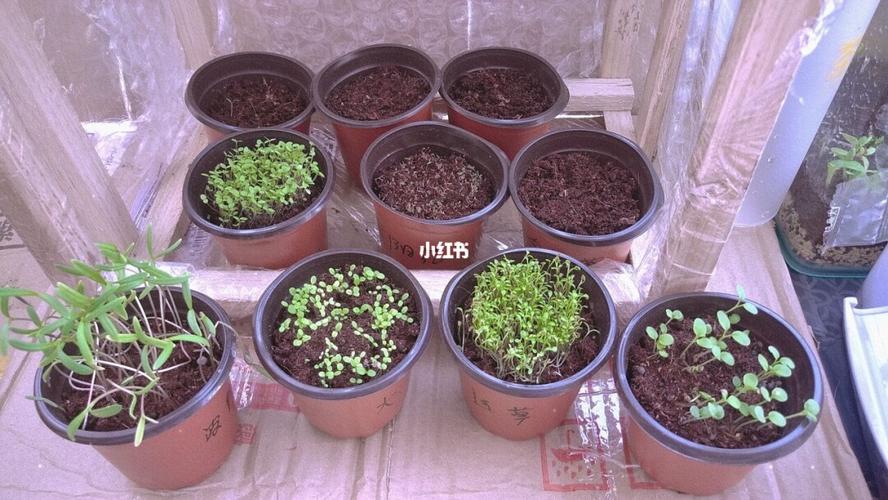 看样子蓝莓应该是授粉成功了其他的花也都发芽了_蓝莓