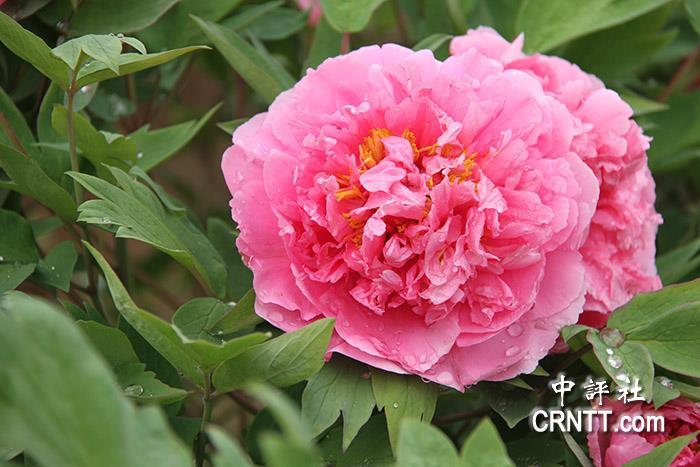 "西瓜瓤"牡丹,以花瓣密集肥厚着称(中评社 孙仪威摄)