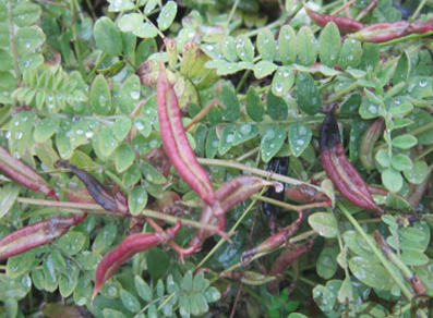 沙苑子泡水的功效是什么呢