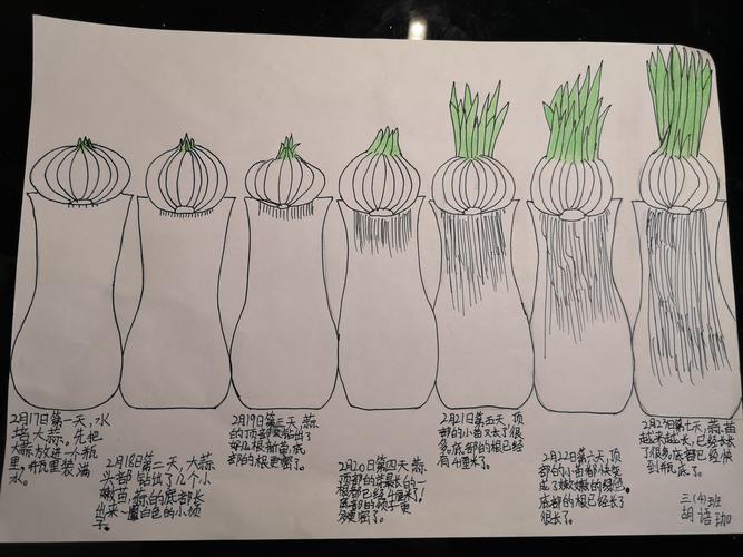 我用绘画形式记录的大蒜生长过程!