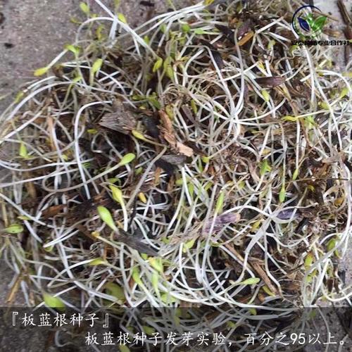 抚顺板蓝根种子供应商