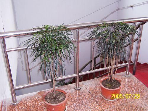 盆栽每2-3年换盆换土1次,换土后应加以修剪枝条.