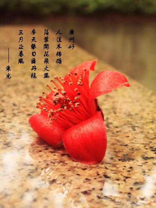 传说木棉花就好似附有灵气嘅神木一样一直造福住岭南,而且有种奋发
