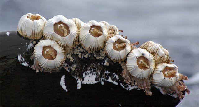 为什么海洋生物最讨厌藤壶?一辈子挥之不去的伤疤