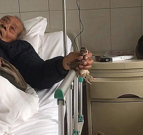 老人意外受伤,住院后拽着宠物不放,看到这画面,护士泪