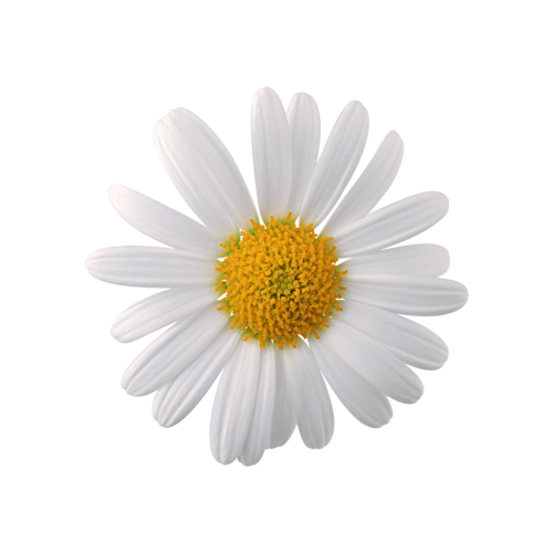 贴图卡通小雏菊雏菊gif动图_动态图_表情包下载_soogif