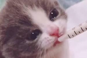 小奶猫被主人欺负,双眼泪汪汪让人瞬间软化,网友:欠你一个影帝