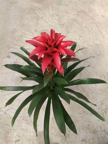 丹尼斯盆栽 【大花头丹尼斯】鸿运当头 红星花