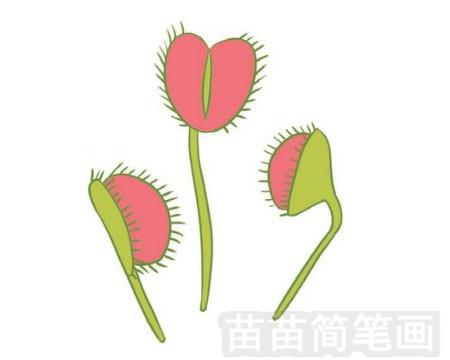 捕蝇草简笔画二年级