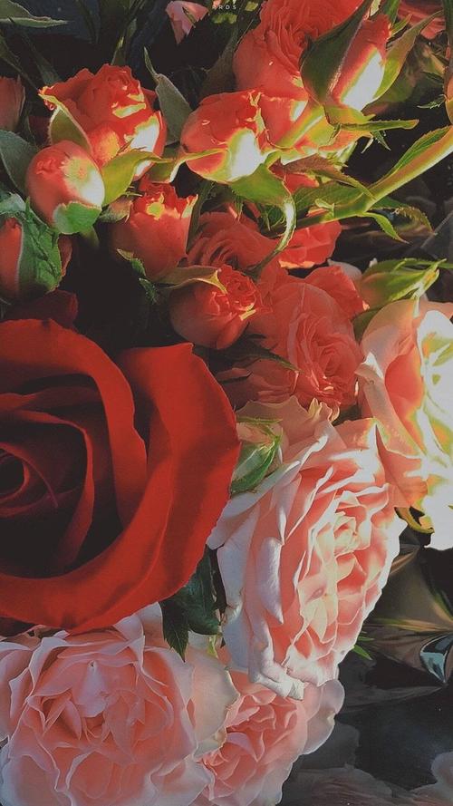 有没有玫瑰花的壁纸