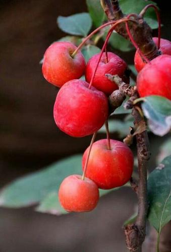 冬红果为蔷薇科,苹果属落叶灌木或小乔木,植株矮小