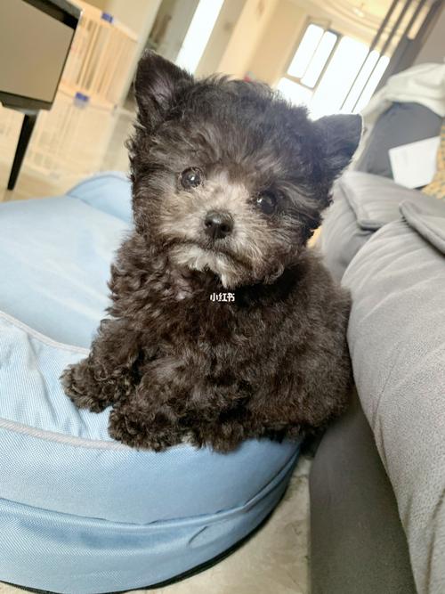 飞耳的泰迪_泰迪狗耳臭怎么办_泰迪耳朵小耳位高