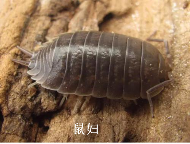 北方地区常见的虫和兽