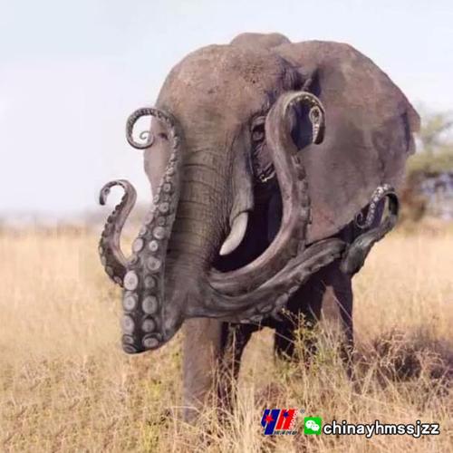 变异可爱的动物(美图)/尊龙生物024/24868553