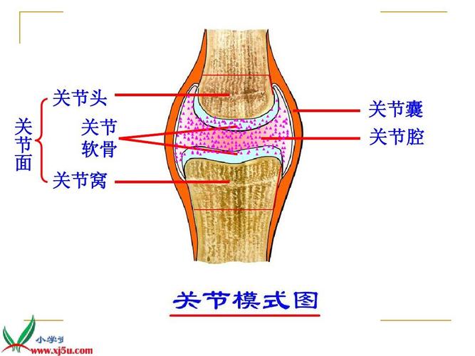 关节头 关 节 面 关节 软骨 关节囊 关节腔 关节窝
