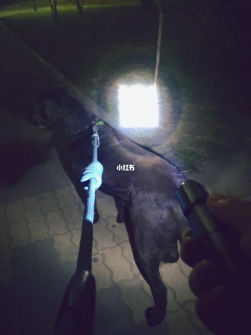 夜间遛狗神器_遛狗_手电筒_家居家装_家用电器