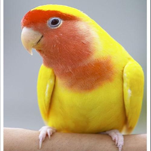 鹦鹉玄凤鹦鹉会说话幼鸟活体宠物虎皮鹦鹉活体黄桃鹦鹉一只公母可备注