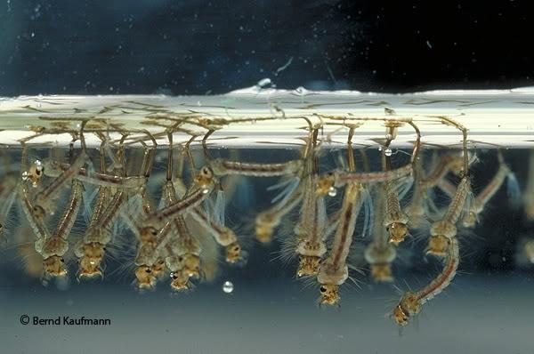 孑孓(jie jue),蚊子的幼虫.楼主可百度验证.