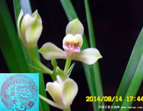 最美四季---兰草兰轩花开11-建兰篇-中国兰花交易网社区