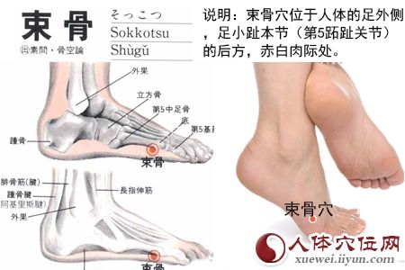 束骨穴位于人体的足外侧,足小趾本节(第5跖趾关节)的后方,赤白肉际处.
