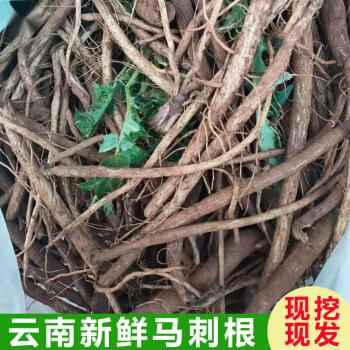 云南新鲜马刺根大蓟根马刺草恶现挖现发食用野菜新鲜蔬菜2500g