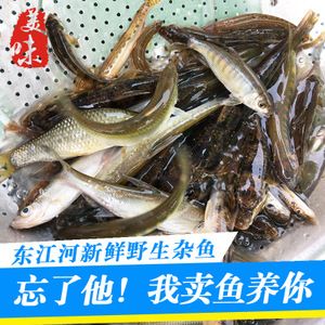 东江野生小杂鱼新鲜河鲜淡水小溪鱼山坑鱼鲜活现杀冰鲜特价发顺丰
