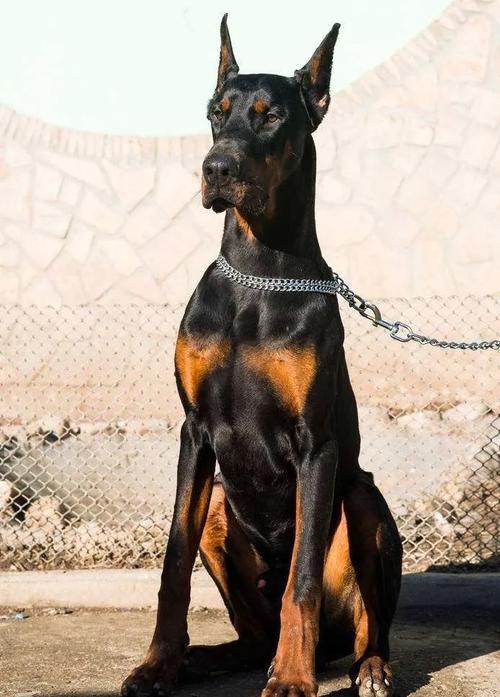 罗威纳是世界各国最受欢迎的警用犬,军用犬之一,受训