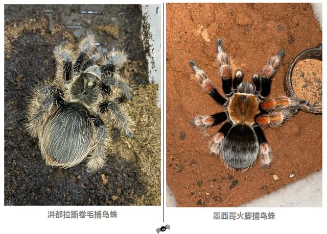 杭州竟然有个"盘丝洞",男子和数千只蜘蛛同吃同睡