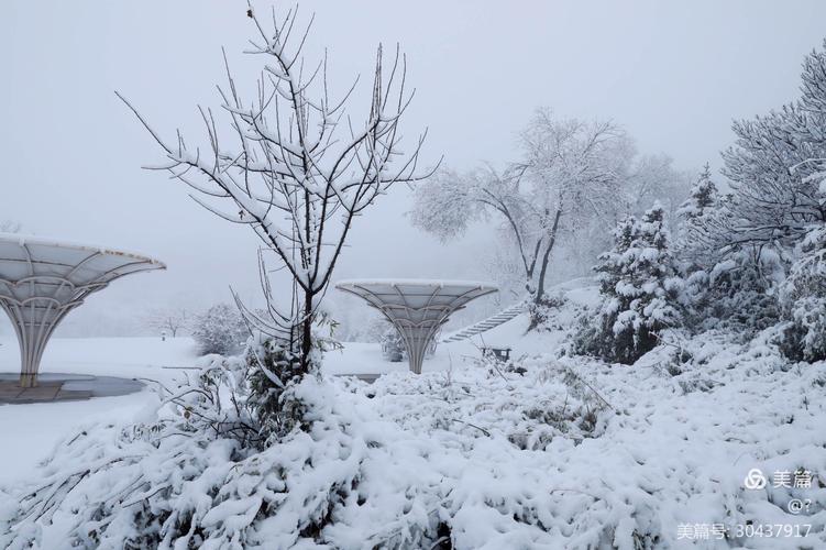 其它 下雪了 写美篇 2020年11月21日拍摄于晋城市吴王山