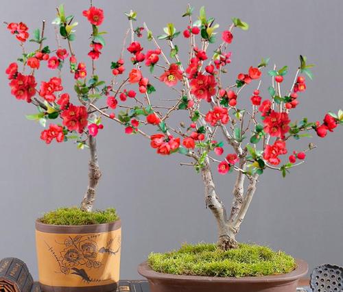 被误认为是日本海棠花,其实是我国特有品种,民间称"红宝石"