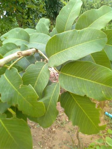 小叶紫檀树详细资料和清晰图片