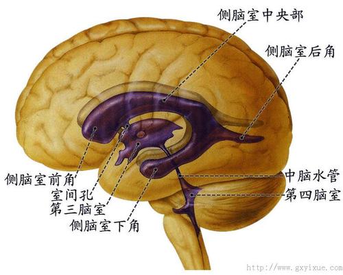 侧脑室.jpg