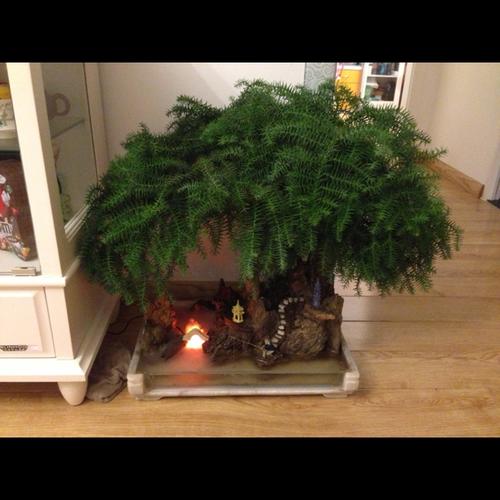 红杉树盆景对人有什么好处?这个是红杉树吗?大概市价多少钱?