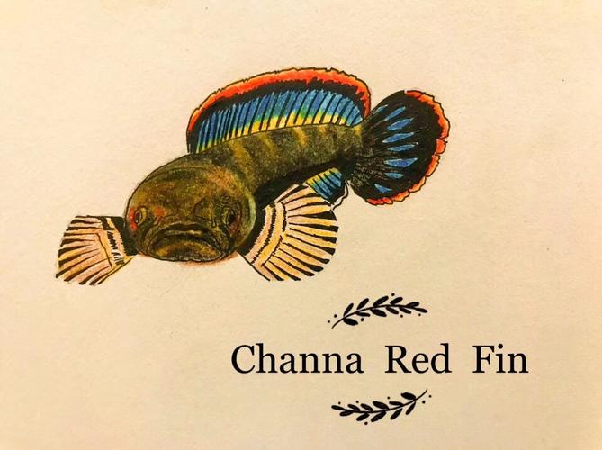 雷龙鱼常见病症以及治疗方法