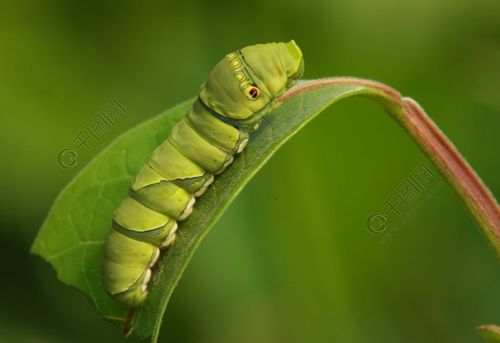 蝴蝶的幼虫1年前发布