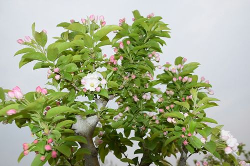 龙游仙庄千亩花海 现各种海棠正展放