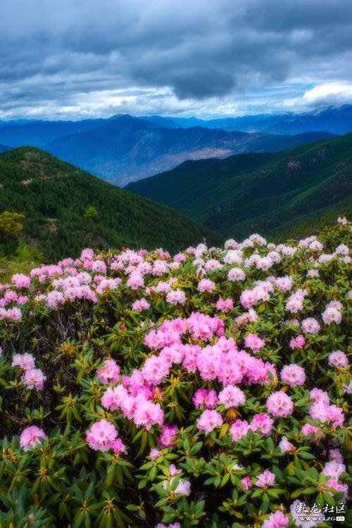 白马雪山天然的高山杜鹃花园