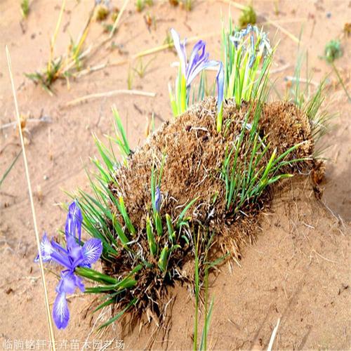 宿根系列马蔺花 是白花马蔺的变种 宿根花卉马兰