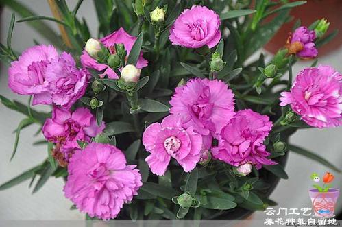 (原创)花卉名称图片大全(20)