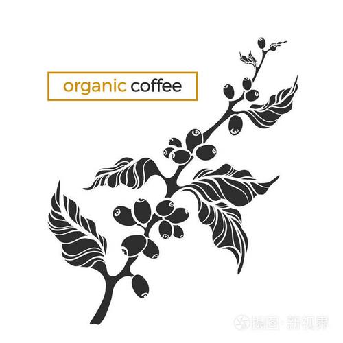 插画 艺术 矢量咖啡枝与叶子和咖啡豆植物外形图设计写实植物生态食品