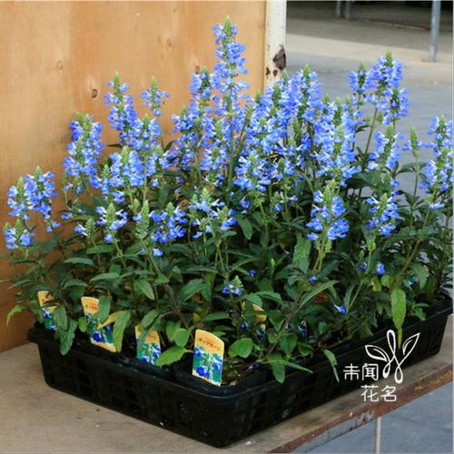 浅蓝天蓝鼠尾草花苗多年生宿根盆栽花卉绿植物花期长花境耐寒耐热
