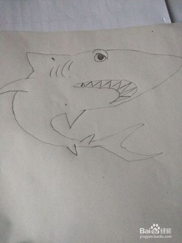 大鲨鱼简笔画怎么画