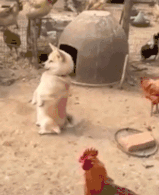 网友:见过鹤立鸡群的,还第一次见狗立鸡群呢?返回搜狐,查看更多