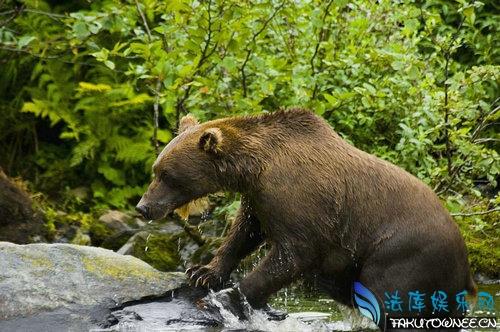 狗熊的舌头有倒刺吗?狗熊舌头上的倒刺有什么用?